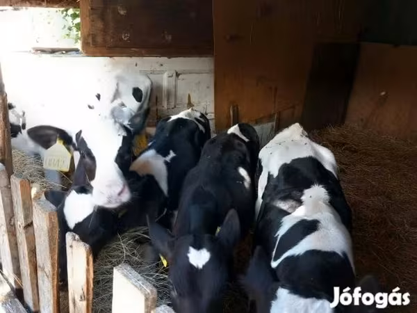Bika, Russian Black pied cattle — Magyarország