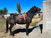 Caballo, Karabair horse — foto 1