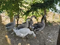 Ganso Dinamarquês Cinza e Cinza Mosqueado — foto 2