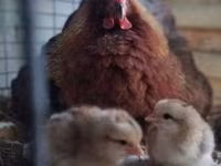 Chickens — photo 3