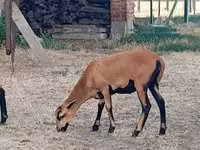 भेड़, Cameroon sheep — फ़ोटो 6