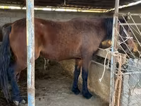 Caballo, Tatar horse — foto 4