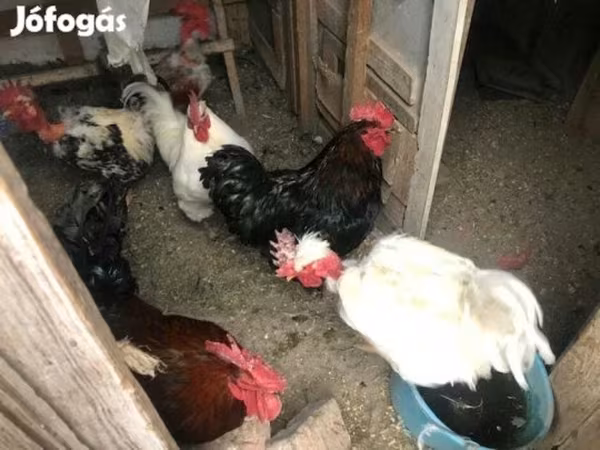 Chickens — 匈牙利