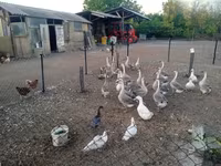 Geese — फ़ोटो 1