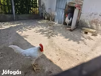 ليغهورن — الصورة 2