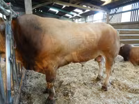Bika, Partenaise cattle — 2. fotó