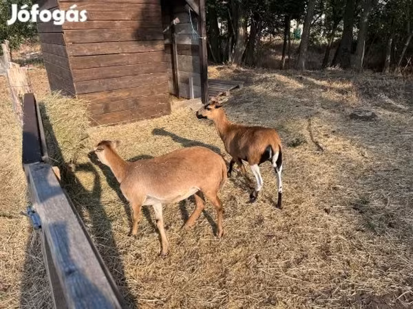 Goat, Goats — Hungary