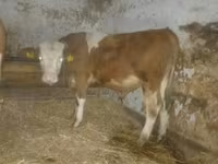 Bika, Simmental cattle — 2. fotó