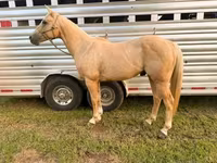 Hing, Quarter Horse — 4. fotó