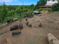 Boar, Вьетнамская вислобрюхая — photo 4