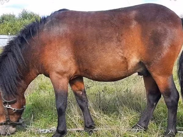 حصان, American shetland pony