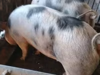 母猪, Pigs — 照片 5