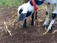 عنزة, Nubian Goat — الصورة 6