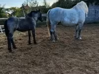 母马, Horses — 照片 3