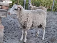 Schaf, Schafe — Foto 5