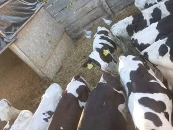 公牛, Russian Black pied cattle