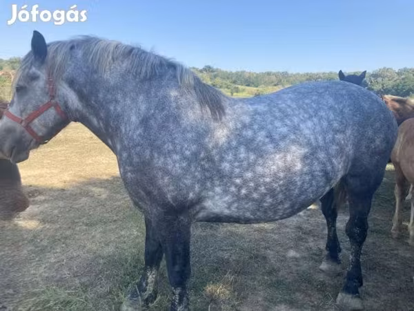 Horse (M), Horses