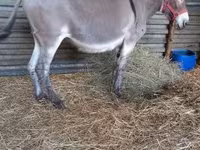 Cheval, Chevaux — photo 1
