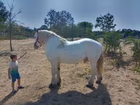 公马, Percheron — 照片 3