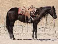 Hing, Friesian — 3. fotó