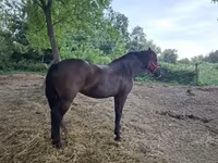 Kanca, Hungarian horse breed — 6. fotó