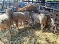 公羊, Ile-de-France sheep — 照片 2
