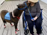 Hing, Miniature horse — 2. fotó