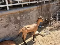 Bak, Alpine goat — 5. fotó