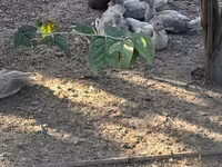 Ducks — Foto 3