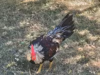 Chickens — photo 1