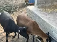 Nőstény kecske, Nigerian dwarf goats — 2. fotó
