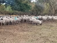Juh, Baerchuke sheep — 2. fotó
