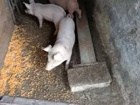 Kanec, Prasata — foto 3
