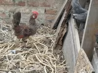 Chickens — الصورة 6