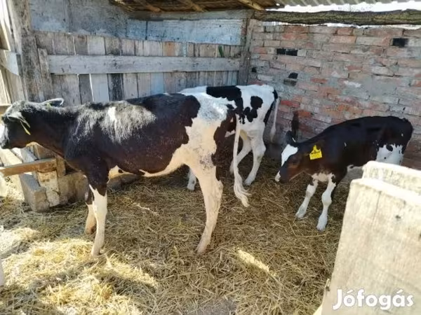 Tehén, Russian Black pied cattle — Magyarország