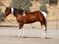 حصان, American paint horse — الصورة 2