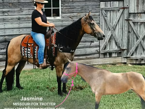 Mare, Missouri foxtrotter