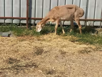 Schaf, Arashan sheep — Foto 2
