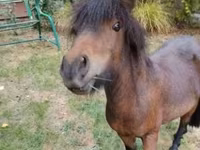 Hing, Shetland Pony — 2. fotó
