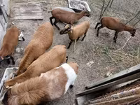 मेढ़ा, Cameroon sheep — फ़ोटो 3