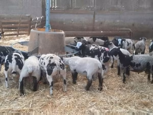 Ram, Zwartbles sheep
