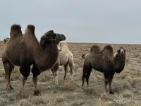 ऊँट (लॉट, लिंग निर्दिष्ट नहीं), Kazakh Bactrian camel — फ़ोटो 1