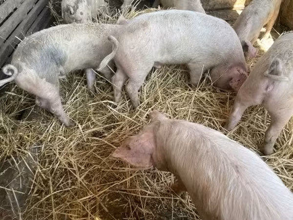 Eber, Schweine — Ungarn
