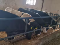 公牛, Cattle — 照片 7