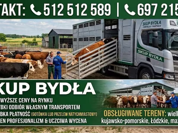İribuynuzlu mal-qara (partiya, cinsi göstərilməyib), Simmental cattle