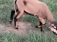 Ram, Cameroon sheep — photo 2