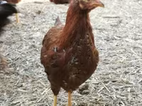 Chickens — foto 1