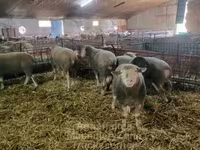 Juh, Ile-de-France sheep — 3. fotó