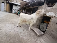 Cabro, Cabras — foto 2