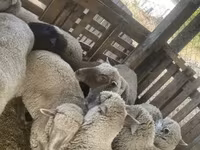 母羊, Blackheaded Persian sheep — 照片 4